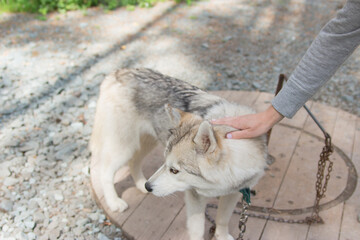 Alert siberian husky chained outside in the yard.