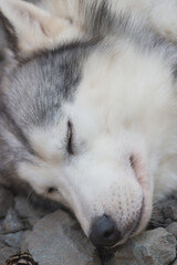 Sleeping adorable siberian husky on big stones outdoor. Vertical.