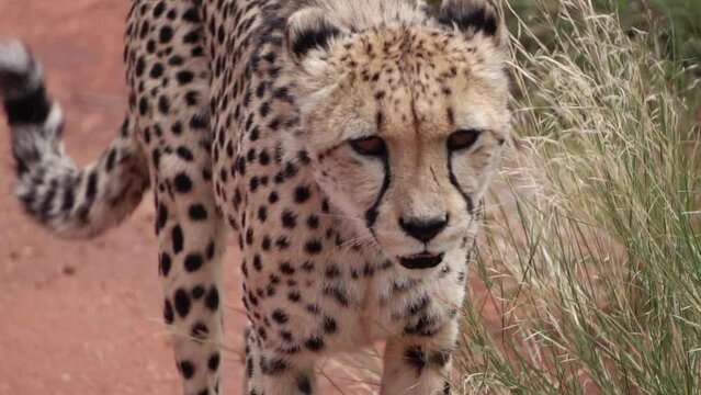 cheetah on a walk, slow motion