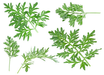 Set of medicinal wormwood twigs isolated on a white background. Sagebrush. Artemisia medicinal herb plant.