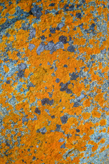 Cover page with beautiful colorful lichen patterns on the rocks in Patagonia, South America, as background concept.