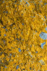 Cover page with beautiful colorful lichen patterns on the rocks in Patagonia, South America, as...