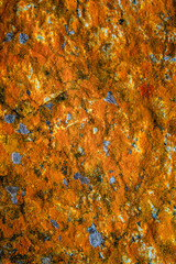 Cover page with beautiful colorful lichen patterns on the rocks in Patagonia, South America, as background concept.