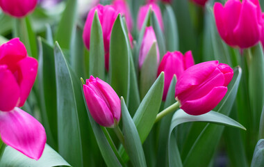 Spring purple tulips flowers in the garden