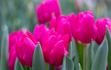 Spring purple tulips flowers in the garden