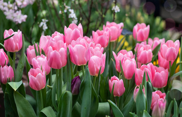 Spring pink tulips flowers in the garden