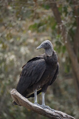 white tailed eagle