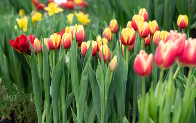 Spring red tulips flowers in the garden