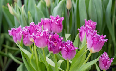 Spring purple tulips flowers in the garden