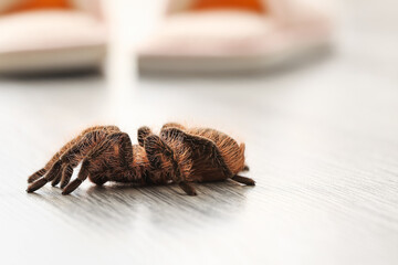 Scary tarantula spider on floor in room, closeup