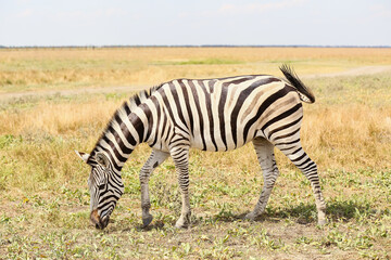 Fototapeta premium Beautiful zebra in wildlife sanctuary