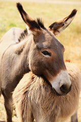 Naklejka na ściany i meble Grey donkeys in wildlife sanctuary