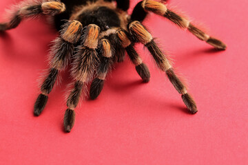 Scary tarantula spider on red background