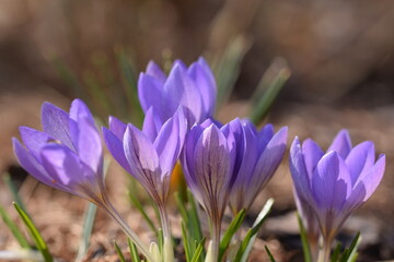 Closeup of purple snow crocus flowers, violet crocus flowers in early spring garden, spring awakening.