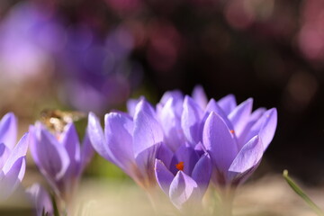 Closeup of purple snow crocus flowers, crocus flowers in early spring garden, spring awakening, bokeh spring garden beauty.