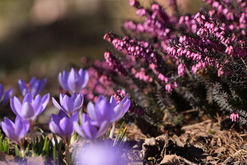 Closeup of blooming violet snow crocuses and pink erica, crocus and erica flowers in early spring garden.