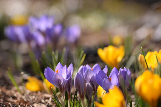 Blooming violet and yellow crocuses, snow crocus flowers in early spring garden, flower crocus closeup on bokeh garden background, space for text.
