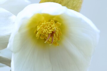 Hellebores white flower closeup.