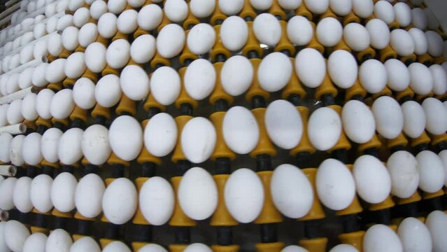 Eggs are moving along the production line. Sorting shop at a poultry farm. Agro-industrial company.