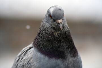 pigeon in the water