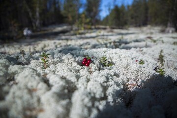 red berries in the moss 