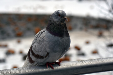 pigeon on the snow