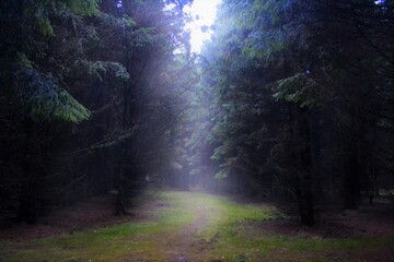 Obraz premium light in the forest