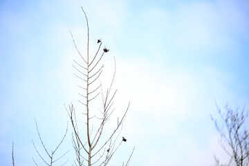 Fototapeta na wymiar dry branch on blue sky background