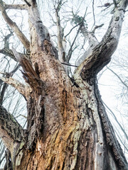 Stare  spruchniałe drzewo