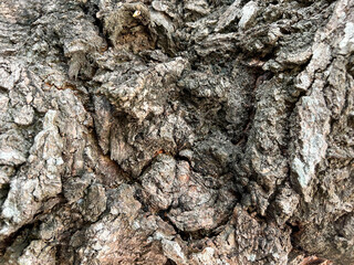 Close up Siamese neem tree skin texture for nature tree background