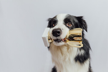 Cute puppy dog border collie holding gold champion trophy cup in mouth isolated on white...