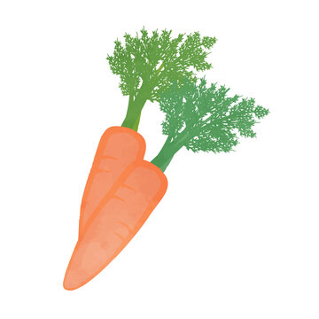 Illustration of two cute carrots