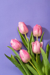 Fototapeta premium Fresh flower composition, a bouquet of pink tulips, isolated on a trendy very peri color background