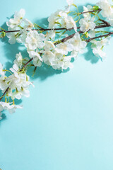 Blossoming cherry twig isolated on blue background. Amazing spring blossom, Easter concept