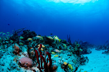 Fototapeta na wymiar French grunts and pork fish swimming over the reef 