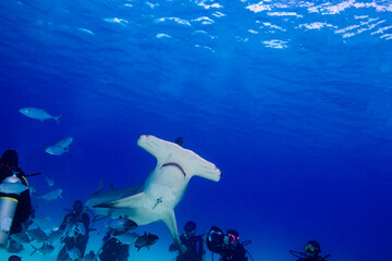A hammerhead shark swimming by divers 