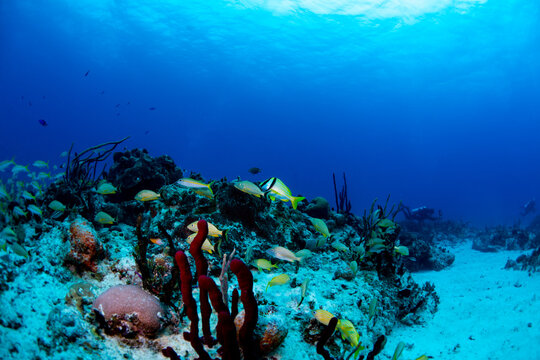 French grunts and pork fish swimming over the reef 