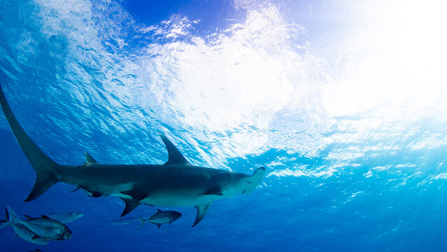 A hammerhead shark swimming towards the surface 