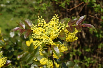 beautiful yellow Mahonie (Mahonia aquifolium) or barberry (Berberitze) on a sunny day in the end of...