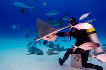 A hammerhead shark eating a bit of tuna - obrazy, fototapety, plakaty