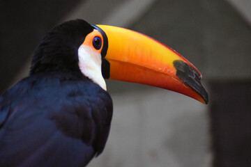 toucan on a tree