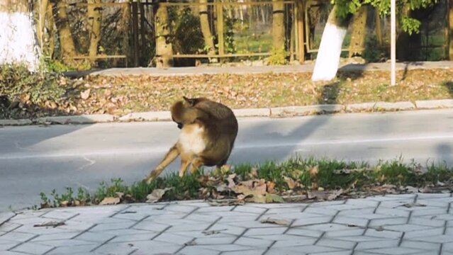 Angry dog barks at moving cars on the road. Slow motion