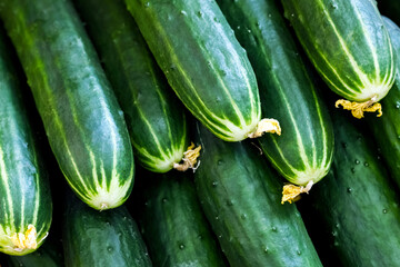 Top view of many green raw fresh cucumbers. Rural food and agriculture concept.