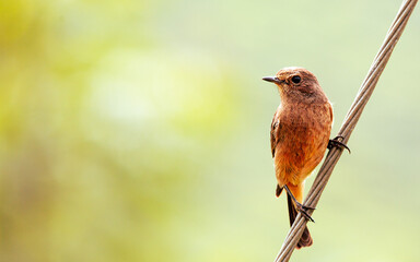 “You were born with wings, why prefer to crawl through life.”