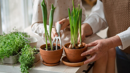 Elderly women's hands and children's hands close-up caring for and planting potted plants inside the house, gardening in the spring for Earth Day