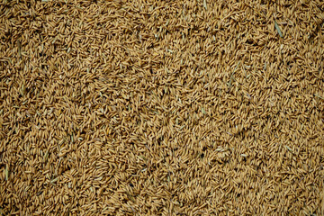 close-up of paddy seed texture
