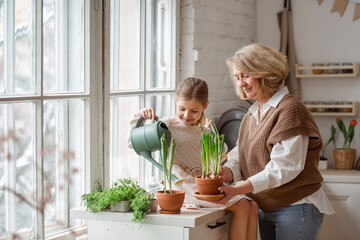 An elderly woman grandmother and a little girl granddaughter take care of and plant potted plants...