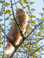 Rudy kot na drzewie