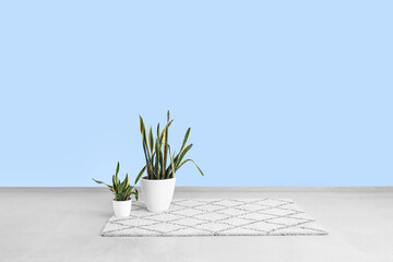 Houseplants on carpet near blue wall in empty room
