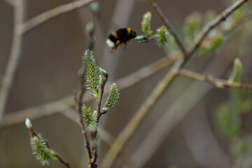  blooming willow branches, Salix triandra, almond willow, and blurry bumblebee flying